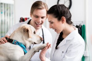 Veterinary
