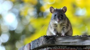 Rodent