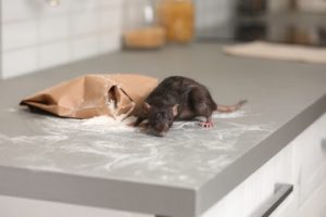 rodent control